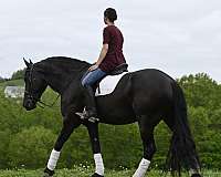 black-lesson-horse