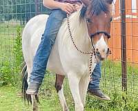 tovero-calf-roping-pony