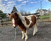 flashy-kid-safe-miniature-horse