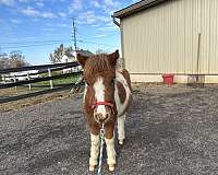 4-hand-miniature-colt