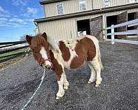 4-hand-miniature-horse