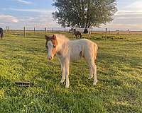 flashy-kid-safe-miniature-horse