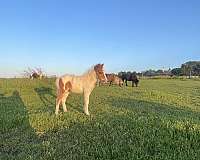 4-hand-miniature-horse