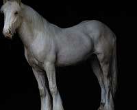 dressage-gypsy-vanner-horse