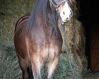 all-around-gypsy-vanner-horse