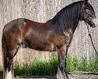 athletic-gypsy-vanner-horse