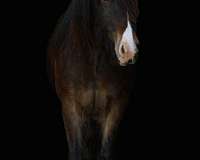 dappled-gypsy-vanner-horse