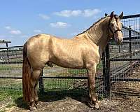 double-dilute-stallion-andalusian-horse