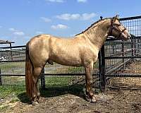 bay-double-dilute-stallion-horse