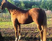 palamino-quarab-horse