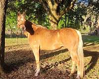 palomino-snip-horse