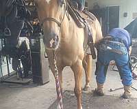 palomino-star-horse