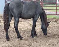 dna-percheron-horse