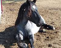 inquisitive-percheron-horse