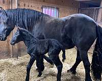 lincoln-friesian-horse