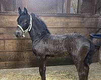 friesian-mare-colt