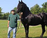 all-around-friesian-horse