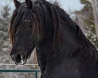 anything-friesian-horse