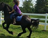 available-friesian-horse