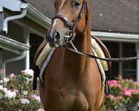 trainer-appendix-horse