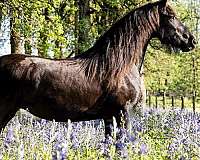 western-dres-friesian-horse