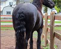 fahr-friesian-horse