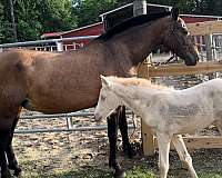 blue-eyed-andalusian-horse