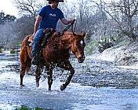 family-quarter-horse