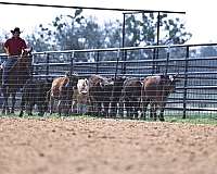 trail-quarter-horse