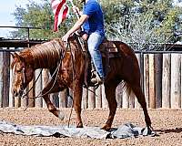 husband-safe-quarter-horse