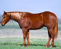 gentle-quarter-horse