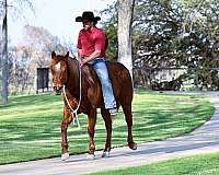 ranch-quarter-horse