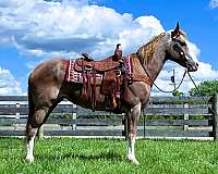 flashy-kentucky-mountain-horse