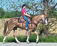 family-kentucky-mountain-horse