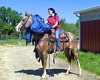 trail-kentucky-mountain-horse