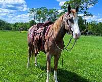 husband-safe-kentucky-mountain-horse