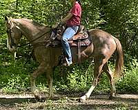 all-around-kentucky-mountain-horse