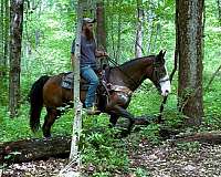 flashy-kentucky-mountain-horse