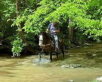 family-kentucky-mountain-horse