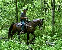 trail-kentucky-mountain-horse