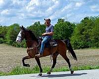 husband-safe-kentucky-mountain-horse