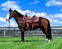 all-around-kentucky-mountain-horse