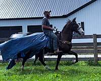 gaited-kentucky-mountain-horse