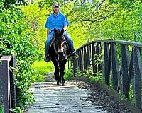 brown-see-pics-horse