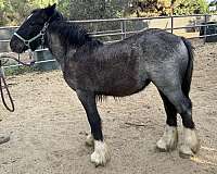 blue-roan-four-socks-horse