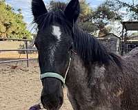 blue-roan-roan-gvhs-filly