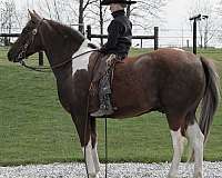 ridden-english-paint-horse