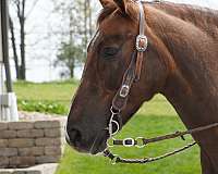 cross-gelding