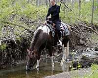 ridden-english-gelding