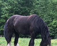 black-grulla-gvhs-horse